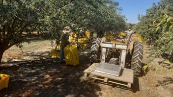 almond harvest1.jpg